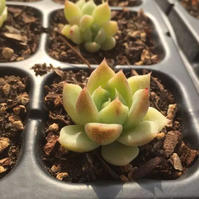 将近50多种多肉 居然都是这位肉友自己杂交研究而成的 多肉植物汇 微信公众号文章阅读 Wemp