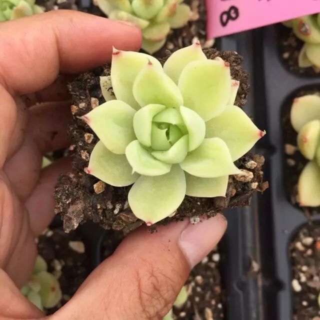 将近50多种多肉 居然都是这位肉友自己杂交研究而成的 多肉植物汇 微信公众号文章阅读 Wemp