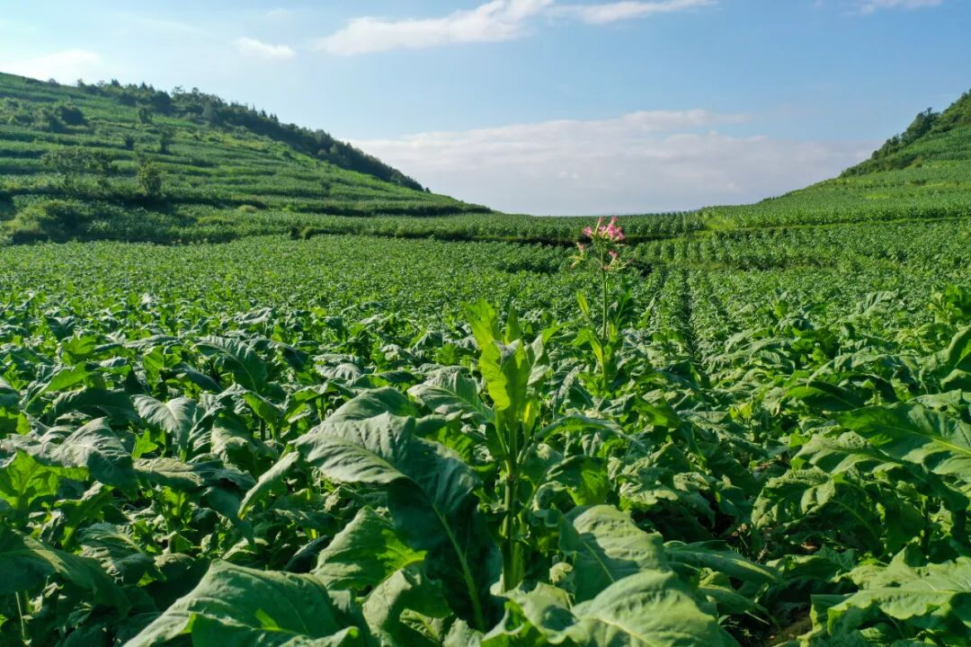 中华牌香烟烟叶在黔西