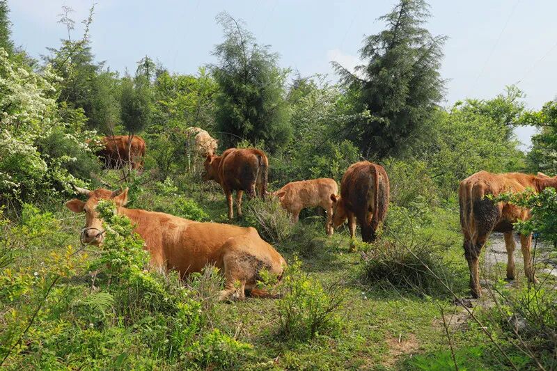 黔西市花溪乡:黄牛生态养殖 群众腰包"牛起来"
