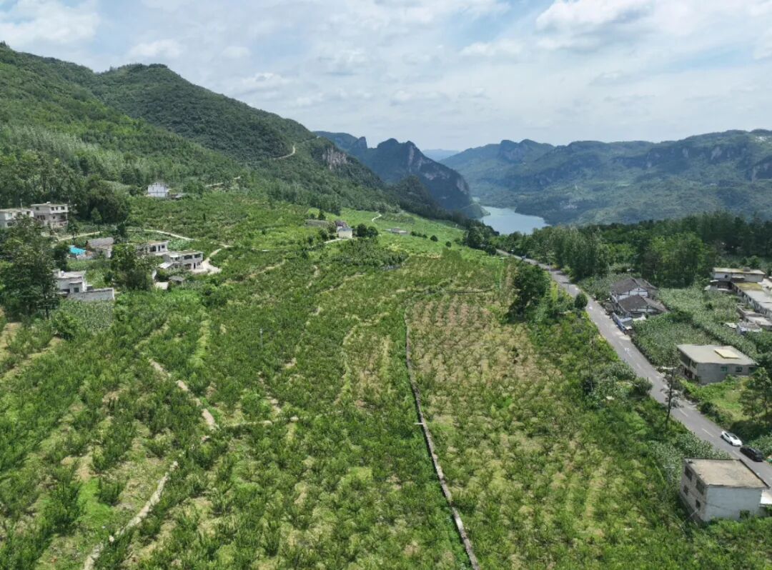 黔西市太来乡:发展经果林产业助力乡村振兴