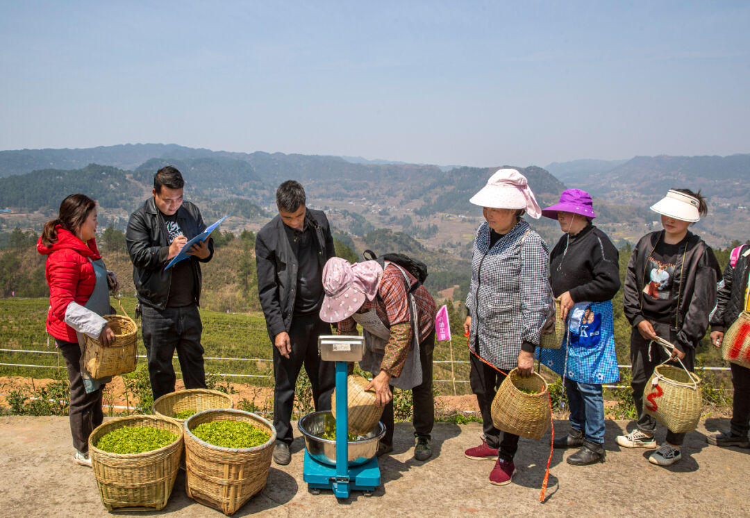 中坪镇生态茶园产好茶乡村振兴添新路