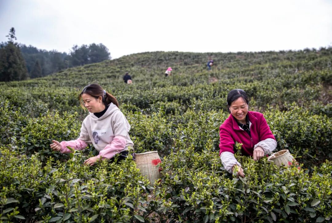 中坪镇生态茶园产好茶乡村振兴添新路
