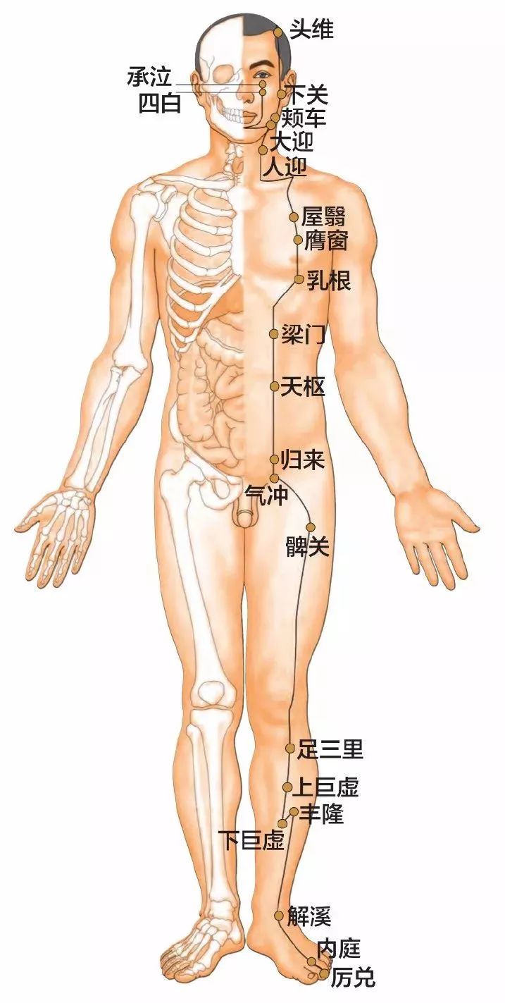 足阳明胃经45个针灸穴位图，高清穴位图解