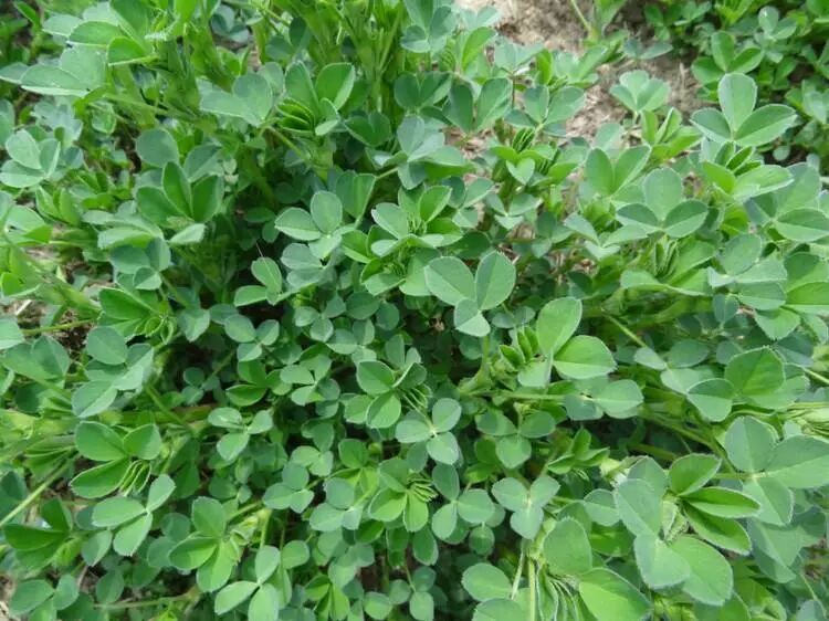 这些野菜大荔随处可见趁着周末来大荔春游踏青挖野菜