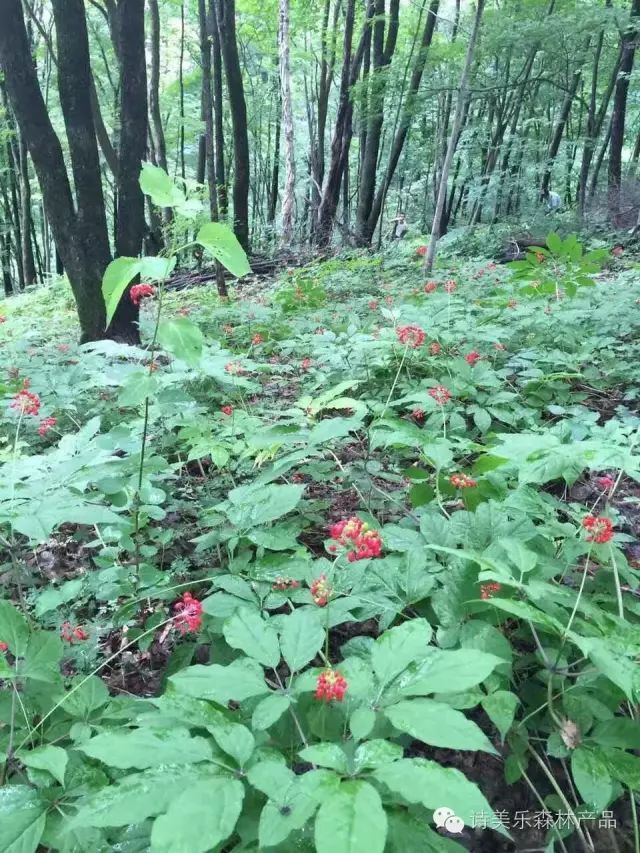 一周精选 人参花茶的功效与泡法 诗美乐森林产品 微信公众号文章阅读 Wemp