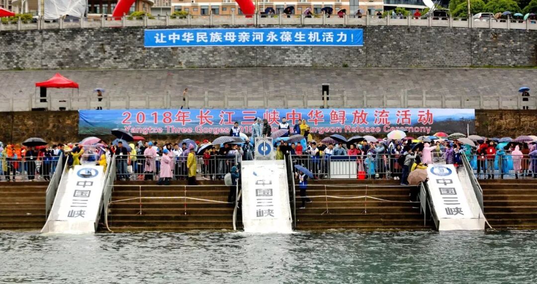 白鲟灭绝，为什么有人要炸掉三峡大坝？（组图） - 32