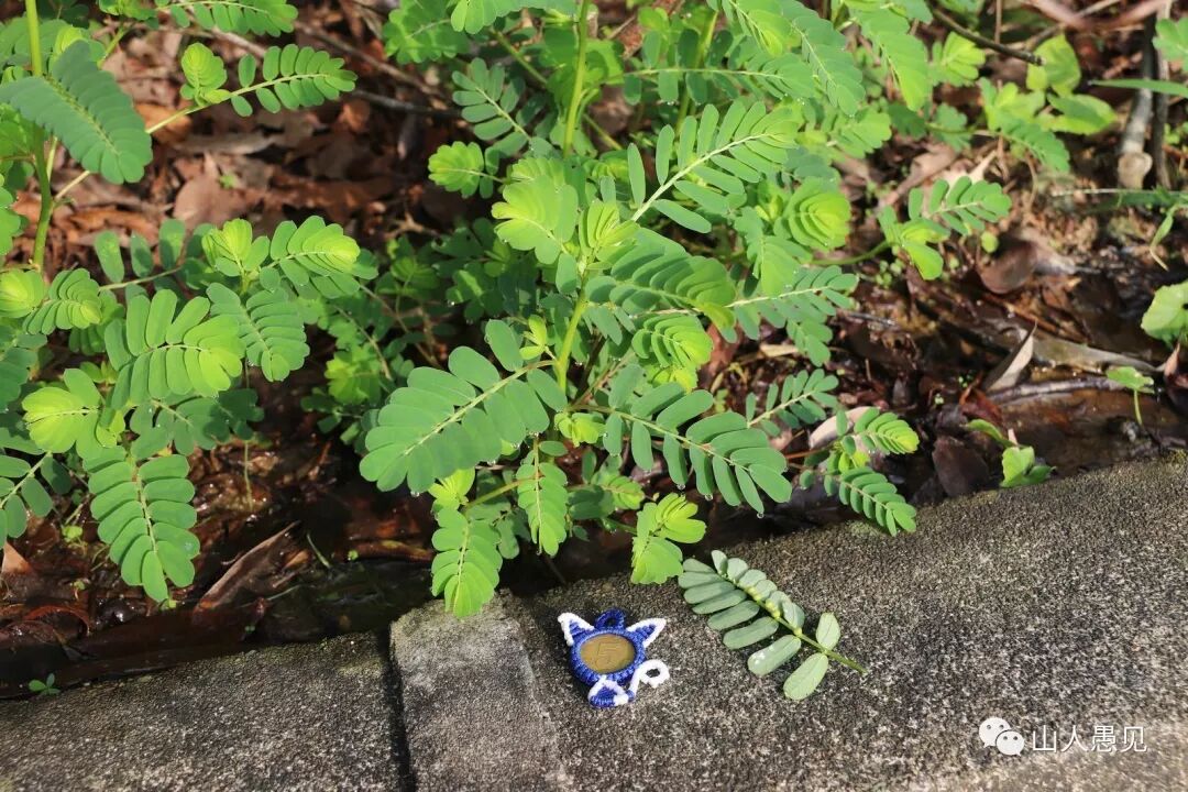 叶下珠 珍珠草 叶下珠 明肝目 解热毒 山人愚见 微信公众号文章阅读 Wemp