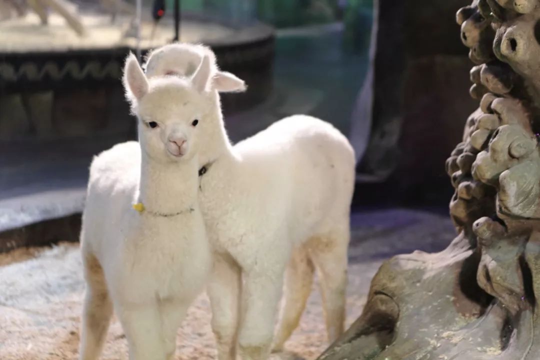 爆款加推丨Cute Zoo丨免预约丨69.9元享门市价176元城市动物园1大1小亲子票！春节可用！