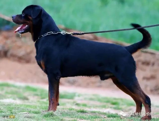 比特犬价格多少钱纯种比特犬养殖场