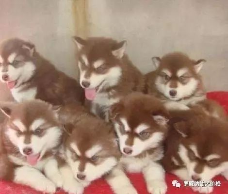 比特犬价格多少钱纯种比特犬养殖场