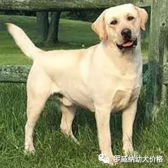 苏联红犬价格多少钱2021年莱州红幼犬价格图片大全