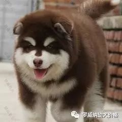 比特犬价格多少钱纯种比特犬养殖场