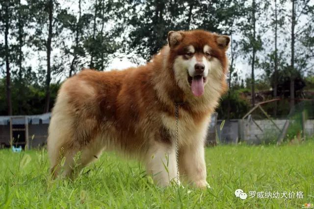 苏联红犬价格多少钱2021年莱州红幼犬价格图片大全