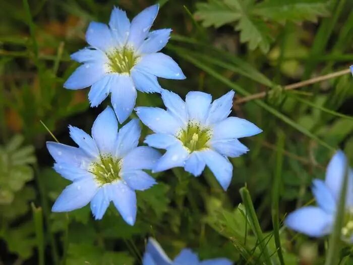 夏目友人帐 多姿多彩的植物 悟离的梨 微信公众号文章阅读 Wemp