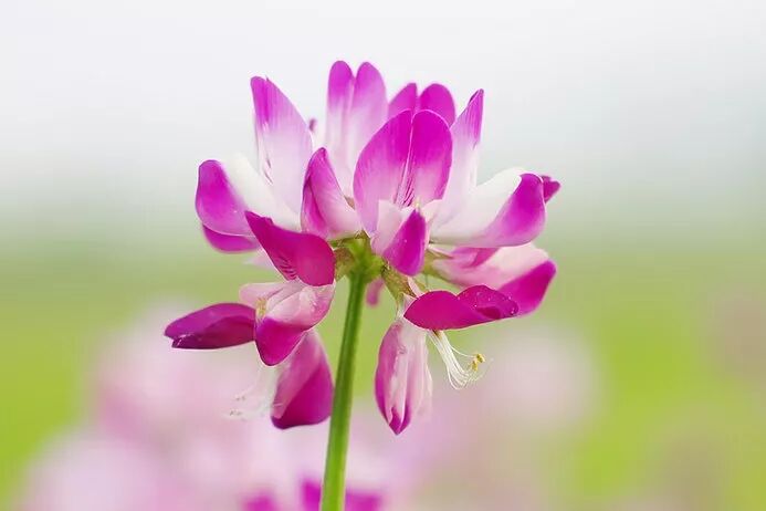 夏目友人帐 多姿多彩的植物 悟离的梨 微信公众号文章阅读 Wemp