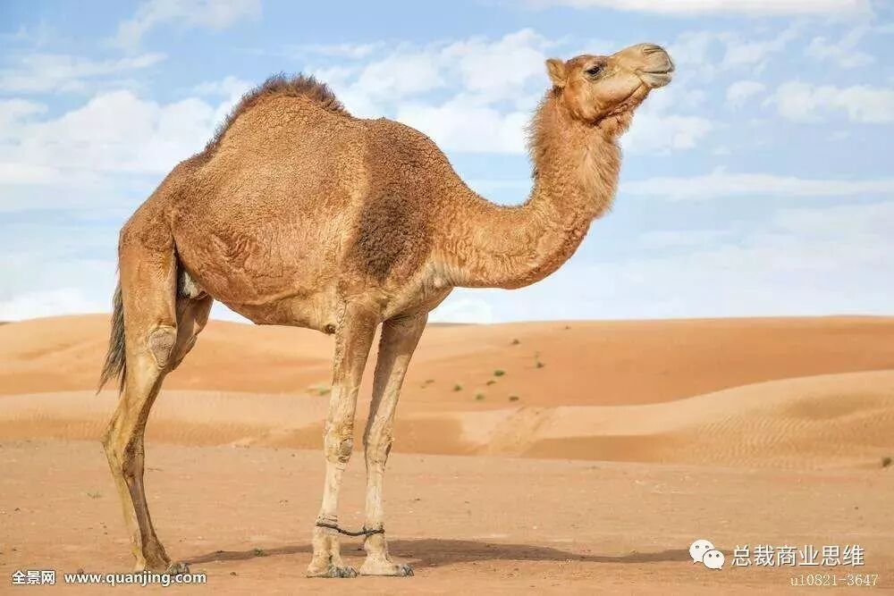 你以为你是谁（轰动整个朋友圈！）