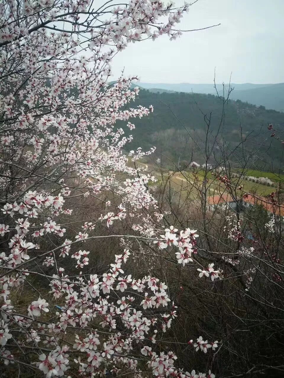 赏花古高速｜秦直道自驾探索之旅（2018全新升级）