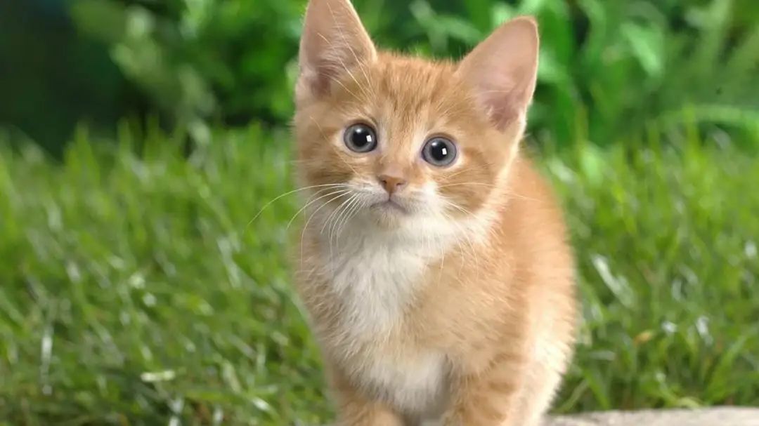 【青春语文·邓颖专栏】众生如猫——郑振铎《猫》教学实录