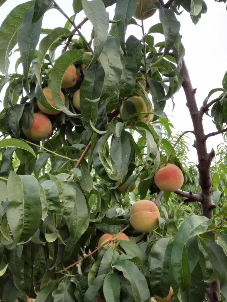 桃樹(shù)僵芽、流膠、根腐多是澆水過(guò)多招的禍|益生源頭條-南陽(yáng)市益生源肥業(yè)有限公司