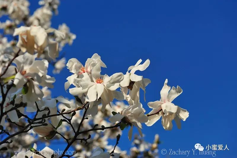 Magnolia Flowers Bee The Best