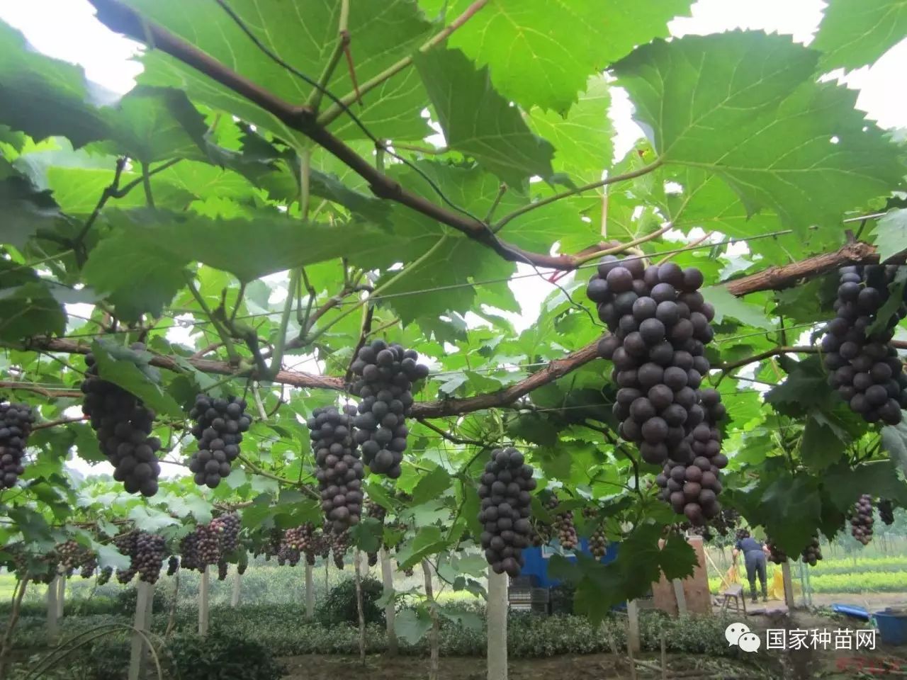 葡萄种植时间和方法(盆栽葡萄的种植方法和技术)