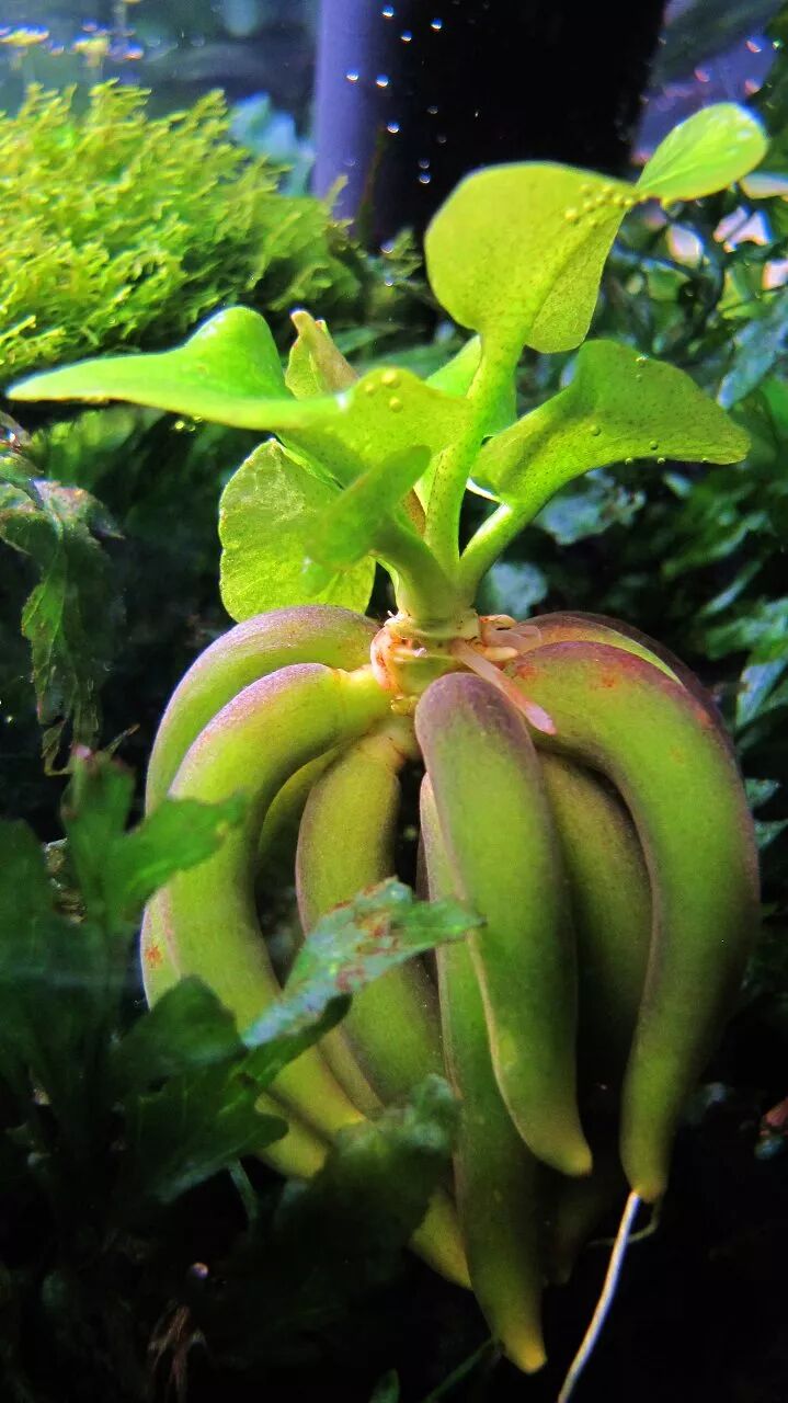 沉水植物 行走的香蕉草 水生藻安 微信公众号文章阅读 Wemp