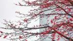 番禺的花，不仅好看，还好吃！
