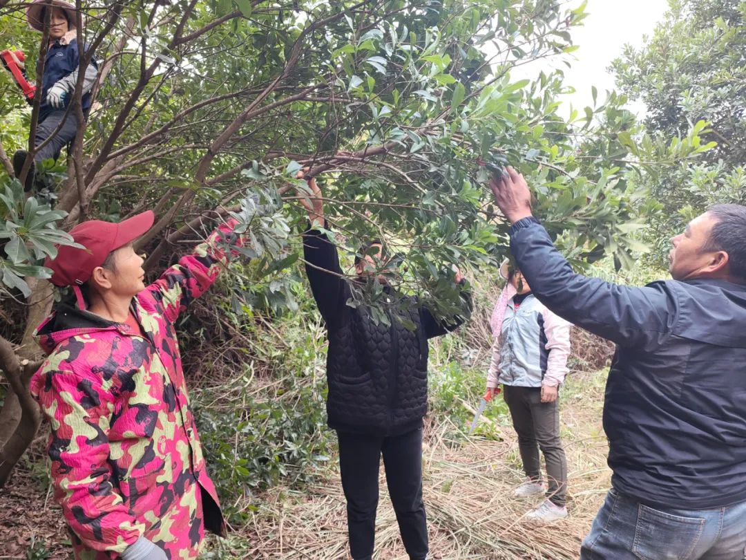 首页>新闻动态>社会新闻>农场的杨梅树都长得高大茂