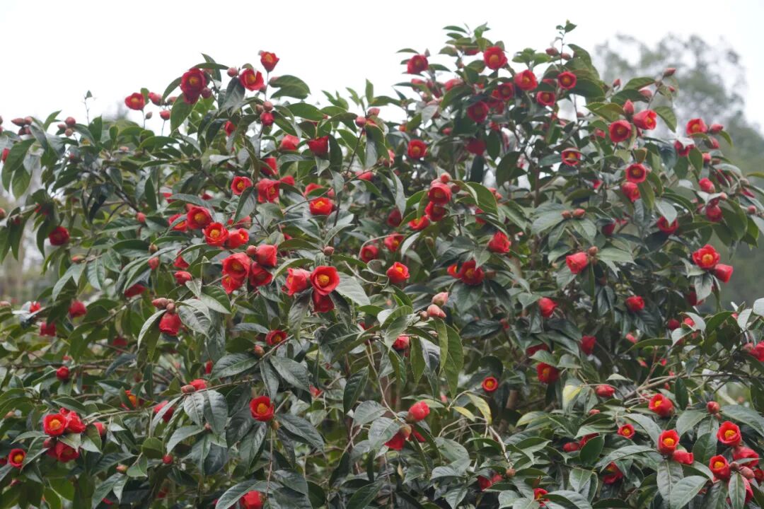 红花油茶开漫山芬芳披红霞