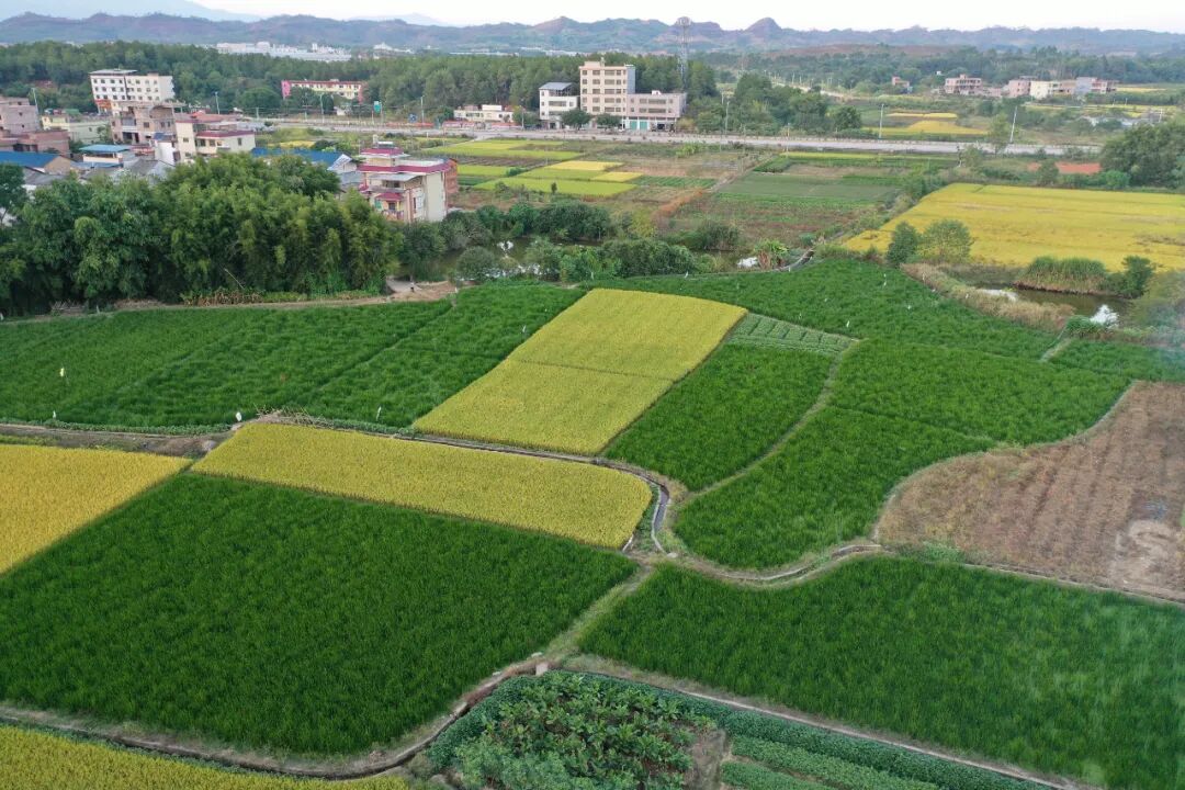 顿岗马蹄 长势良好丰收在望 - 始兴县政府门户网站