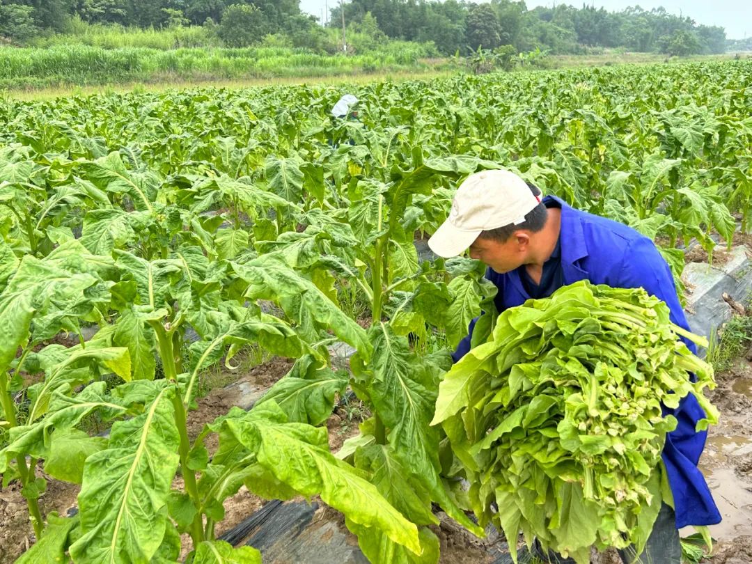 馬市鎮黃煙進入菸葉採摘烘烤期