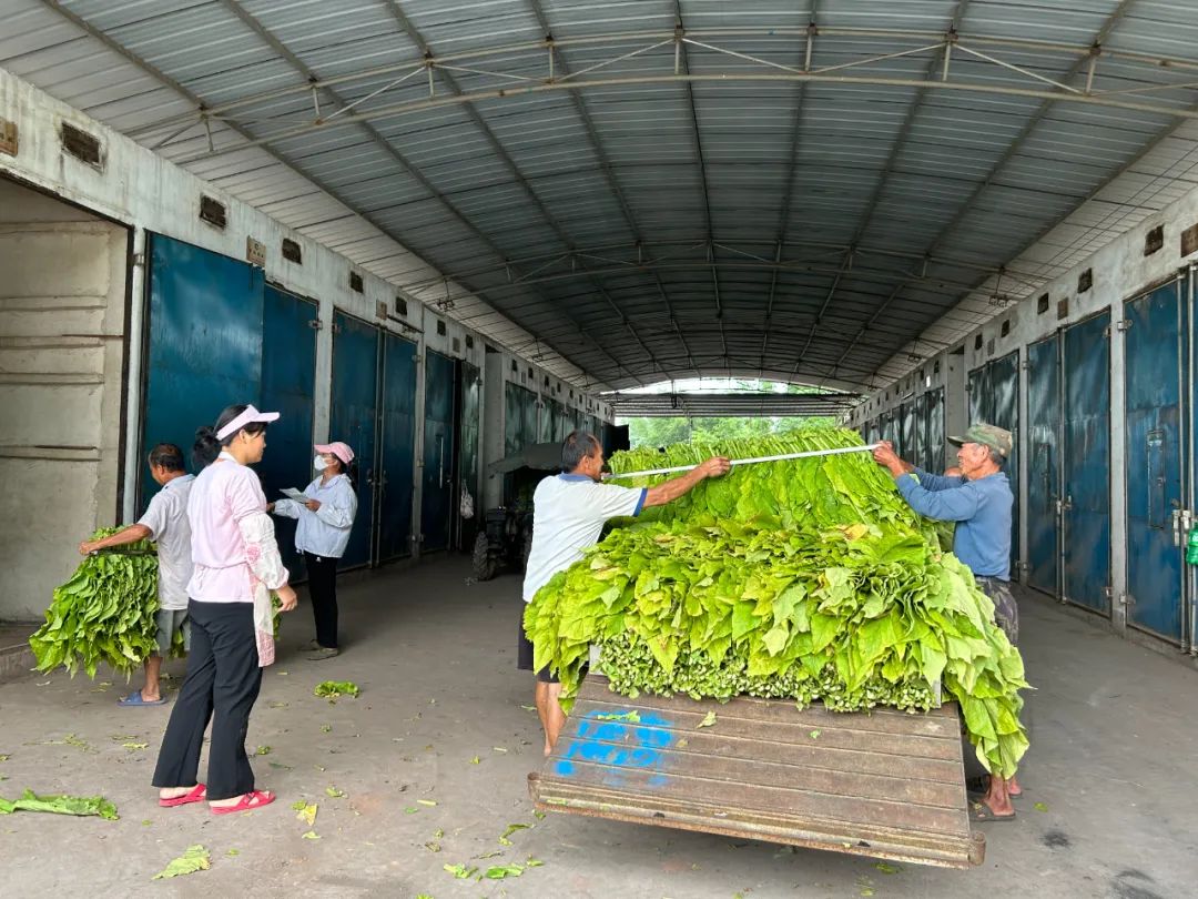 馬市鎮黃煙進入菸葉採摘烘烤期