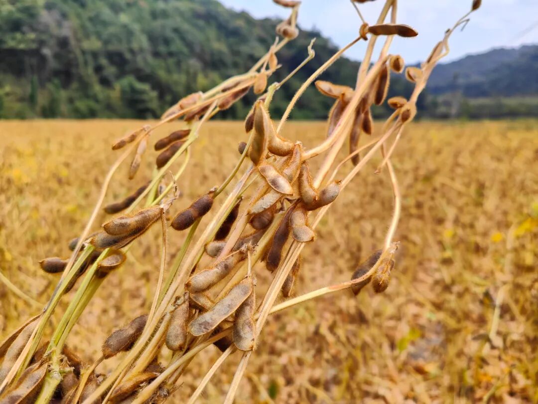 首页>新闻动态>社会新闻>在司前镇李屋村大豆示范基地,一行行大豆长得
