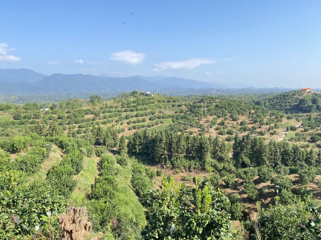 饱满的沙田柚挂在树枝上,像一盏盏金黄的小灯笼,又