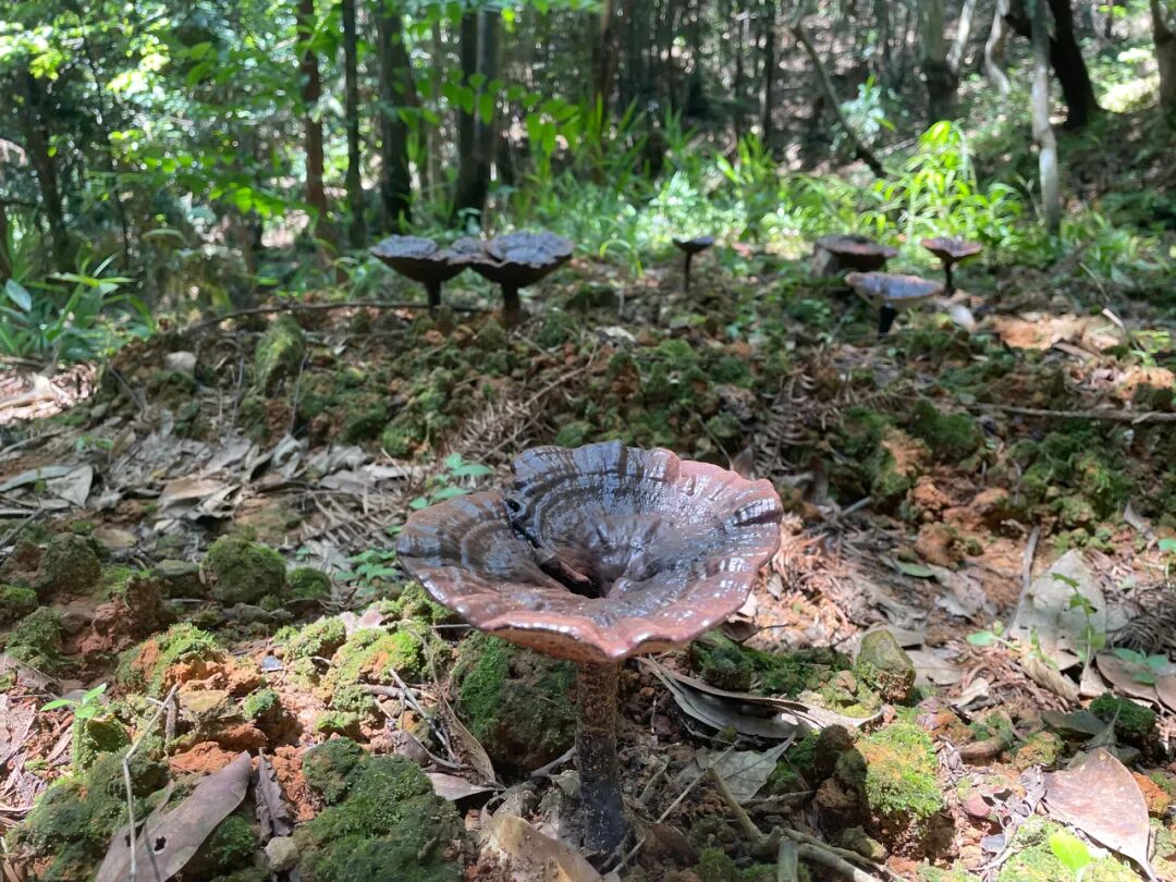 在这片茂密的山林里,一排排整齐生长的灵芝已成熟待采,官贵娟和工人正