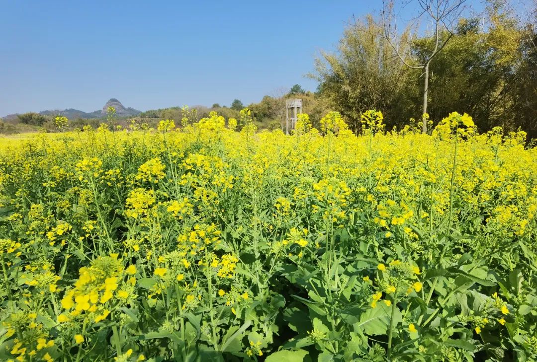 油菜花開春意濃踏青賞花正當時