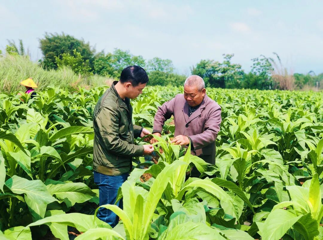 马市镇18万亩黄烟进入中期管理阶段