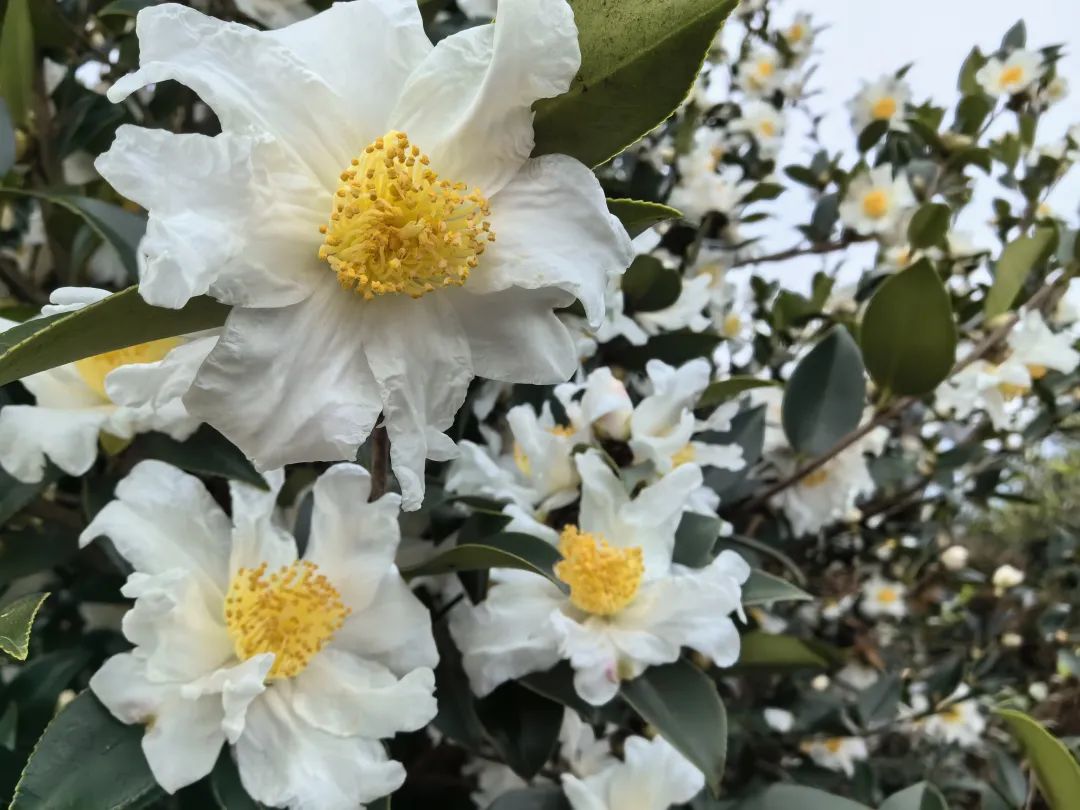 油茶花开漫山野繁花似锦兆丰年