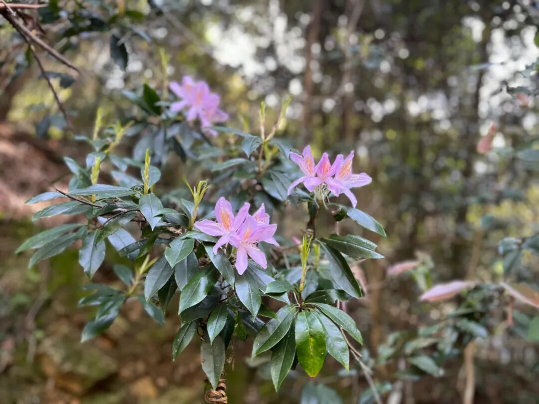 春日映山红 羊角杜鹃开
