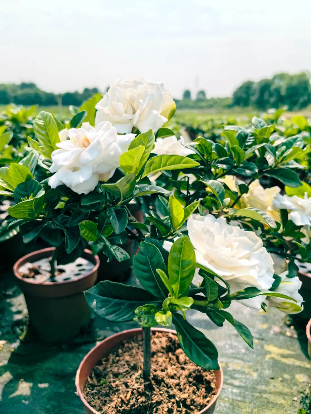 广州栀子花基地批发图片