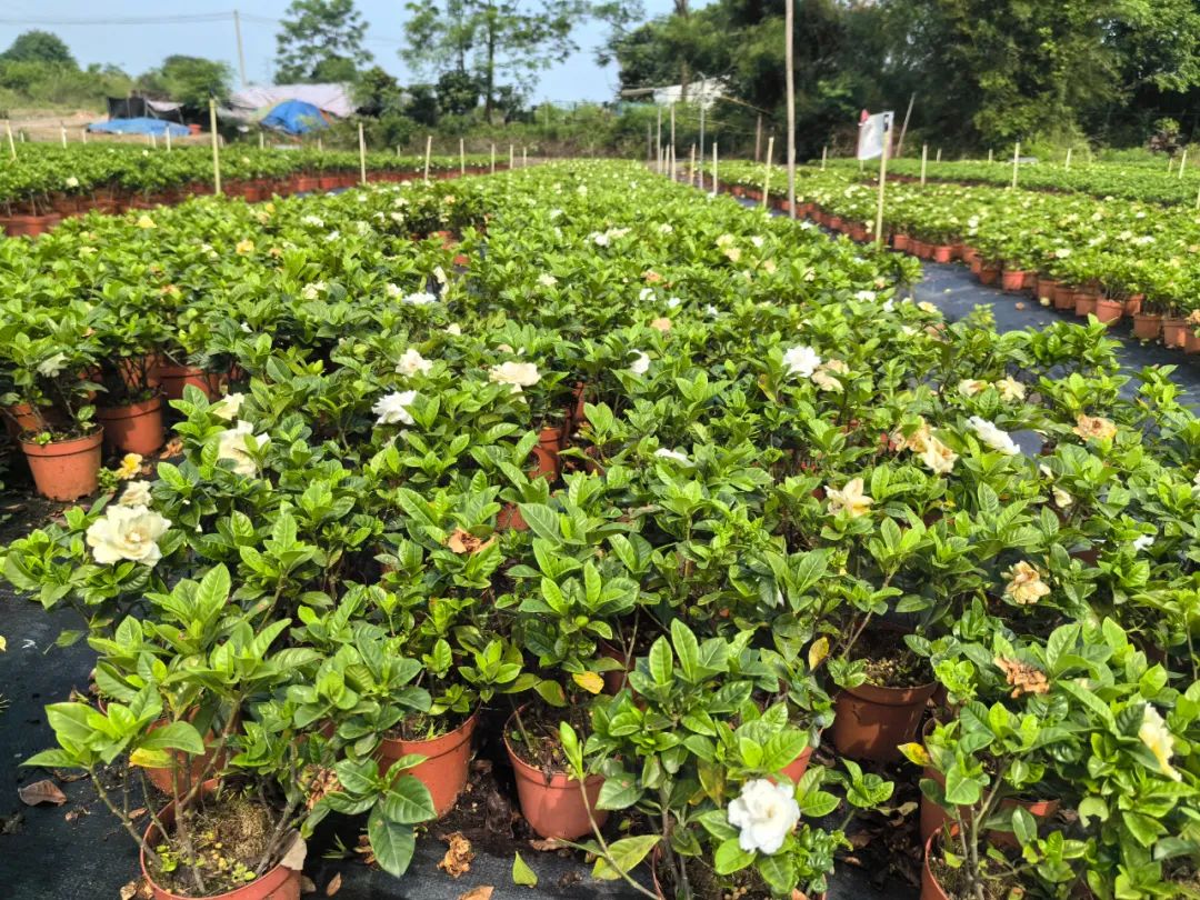 广州栀子花基地批发图片