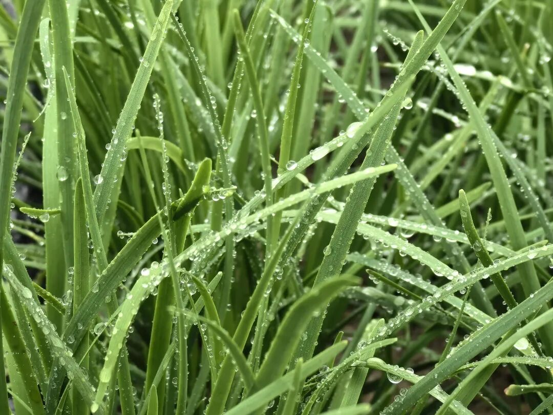 高质量发展韭菜飘香助农增收