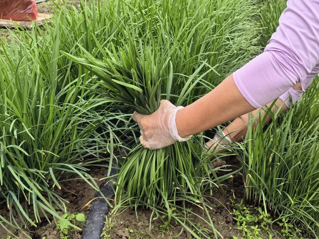 首页>新闻动态>社会新闻>村民蓝岚正和家人一起在地里割韭菜,只见她们