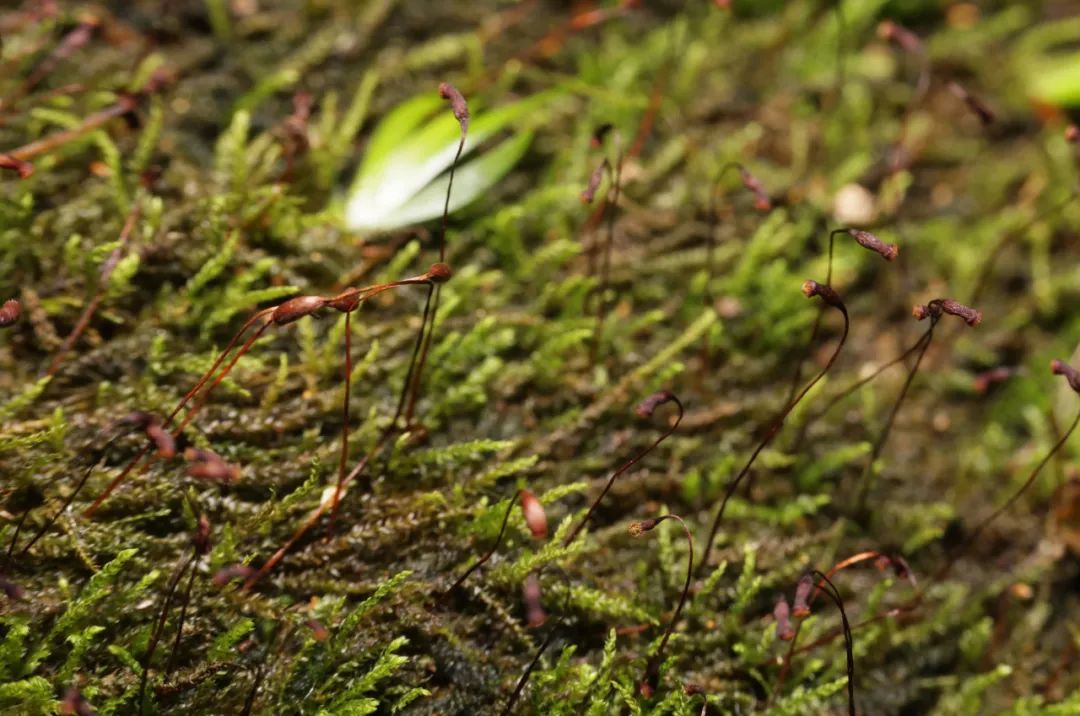 生物多样性物种更新车八岭保护区发现6种广东新记录苔藓植物