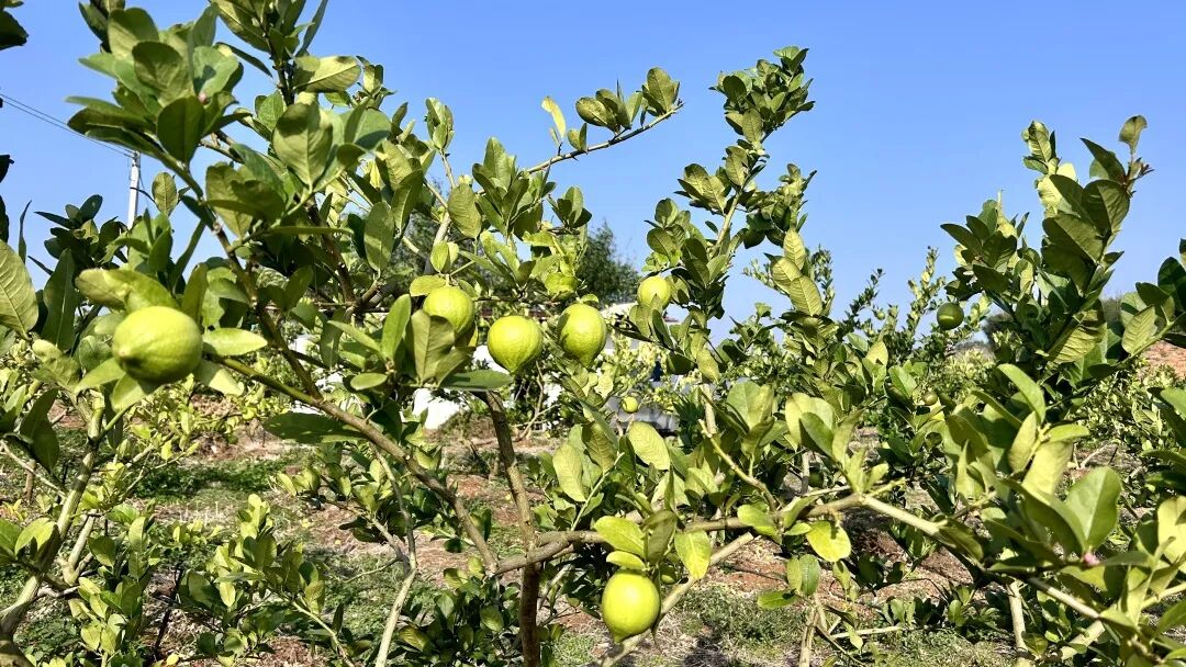 首页>新闻动态>社会新闻>绿之洲香水柠檬种植基地管理员张建文介绍
