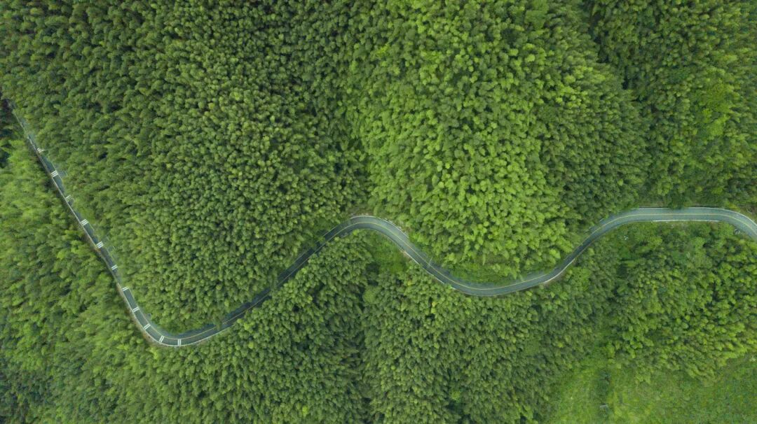 始兴县百里竹海（始兴县融媒体中心 摄）.jpg