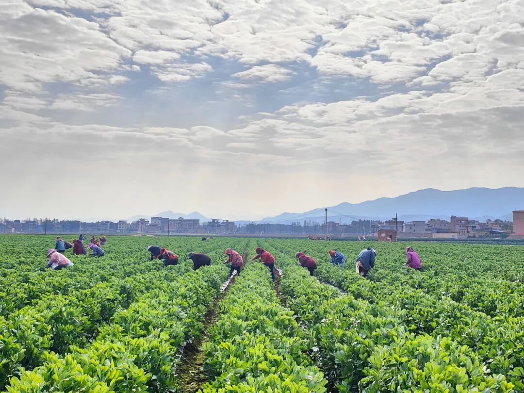 始兴县蔬菜省级现代农业产业园种植基地。