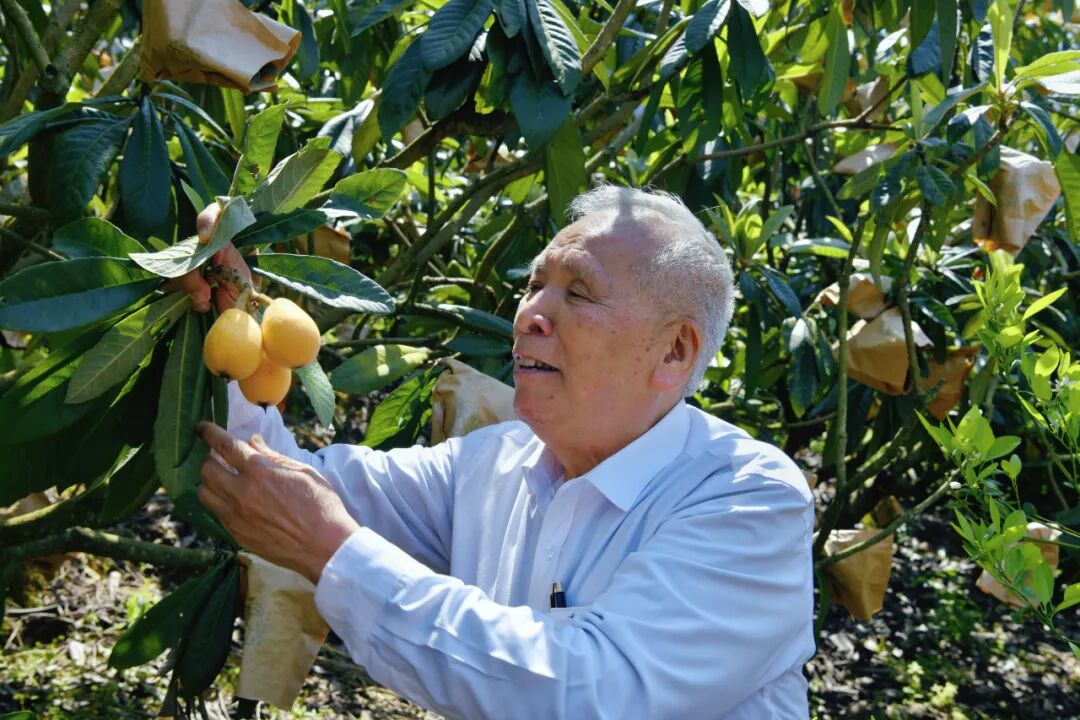 陈开枝想吃枇杷来始兴