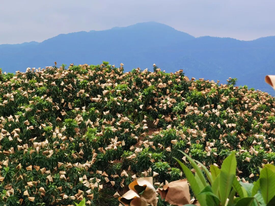 陈开枝想吃枇杷来始兴